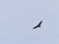 Cathartes aura from Sacramento County, CA, USA on 2022년 06월 04일 (토) at 08:58 오전 by Roxanne Moger · iNaturalist Cathartes... 
