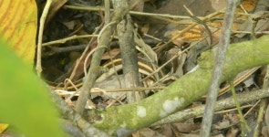 Amphiesma stolatum from Unnamed Road, Jagadishpur, West Bengal 700145, India on 2021년 09월 05일 (일) at 09:14 오전 by... 