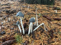 소녀두엄먹물버섯 from SW Orchid St, Portland, OR, US on... by Doug Holmgren · iNaturalist 소녀두엄먹물버섯 (Coprinopsis lagopus)