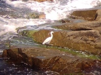 쇠백로 from 8142, Bulgarien on 2022년 06월 30일 (목) at 02:03 오후 by Lars Mannzen · iNaturalist 쇠백로 (Egretta garzetta)