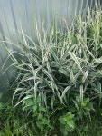 갈풀 from 617763, Чайковский, Пермский... 오후 by Aleksandr Anfert'ev · iNaturalist 갈풀 (Phalaris arundinacea)