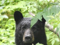 아메리카흑곰 from Misty Fjords National Monument Wilderness on... Helena Edvardsson · iNaturalist 아메리카흑곰 (Ursus americanus)