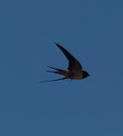 제비 from Dabas on 2022년 07월 21일 (목) at 10:44 오전 by Matt A · iNaturalist 제비 (Hirundo rustica)