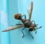 벌붙이꽃등에 from 대한민국 여수시 삼일동 전라남도 여수시 흥국사길 134-11 (중흥동) on 2009년 07월 31일 (금) at 08:10... 