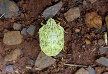 Ascanius from (O-15), Ribeirão Preto - SP, Brasil on 2017년 11월 20일 (월) at 12:32 오후 by Marquinhos Aventureiro... 