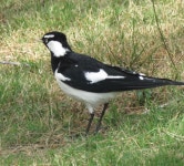 Grallina cyanoleuca from 4217, Benowa, QLD, AU on 2018년 07월 20일 (금) at 12:56 오후 by Len Dean · iNaturalist Grallina... 