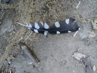 오색딱따구리 from 98051 Barcellona pozzo di Gotto ME, Italia... by SANTI SCIBILIA · iNaturalist 오색딱따구리 (Dendrocopos major)