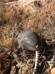 Dasypus novemcinctus from Lake MC Murtry, Stillwater, Oklahoma, US on 2012년 12월 12일 (수) at 12:17 오후 by lawarne... 