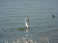중대백로 from Jalisco, Mexico on 2011년 05월 18일 (수) at 11:43 오전 by F. Douglas Martin. Egret on the south side of Isla de... 
