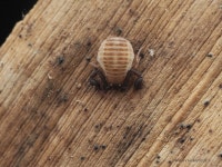 Geogarypidae from 6JFG+3WM, Dadadahalli, Karnataka 570008, India on 2022년 07월 22일 (금) at 09:56 오후 by abhi jith... 