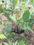 아로니아 from Edgemere Park, New York, NY, US on 2018년 08월... by Amanda Goldstein · iNaturalist 아로니아 (Aronia melanocarpa)
