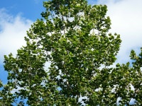 Annes County, MD, USA on 2022년 08월 23일 (화) at 03:15 오후 by Joseph Woodmansee · iNaturalist 양버즘나무 (Platanus occidentalis)