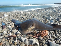 Myliobatis californica in 8월 2017 by Oscar Lopez · iNaturalist Myliobatis californica