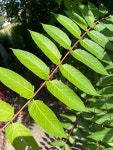 가죽나무 from Review Pl, Buffalo, NY, US on 2022년 07월 15일... 오전 by Chris Andrle · iNaturalist 가죽나무 (Ailanthus altissima)