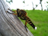 파리매 from 대한민국 인천광역시 서구 검암경서동 환경로 42 on 2009년 08월 17일 (월) at 12:25 오후 by Taewoo Kim... 