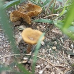 황토볏짚버섯 from Victoria, Gto., México on 2022년 09월 11일 (일) at 12:50 오후 by Jesús Rivera Chavero · iNaturalist... 