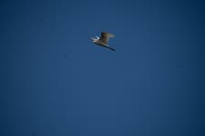 황로 from 9JF2+H7H, Salcedo 34000, Dominican Republic on 2022년 09월 15일 (목) at 03:38 오후 by Jeffery Rosario. An egret and... 