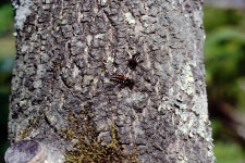Grypoctonus from 인제군 기린면 곰배령 on 1998년 09월 26일 (토) by Taewoo Kim. My beautiful picture · iNaturalist Genus... 