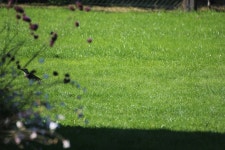 Picus viridis from Chapelle-lez-Herlaimont, Belgique on 2022년 10월 04일 (화) at 12:48 오후 by Yanis Feo · iNaturalist Picus... 