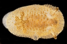 Acanthodoris rhodoceras from Pescadero Pt., San Mateo Co., CA on 1976년 12월 19일 (일) by Gary McDonald. 24mm length, found in... 