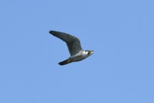 매 from 대한민국 인천광역시 남구 on 2022년 10월 22일 (토) at 12:08 오후 by Yoonhyuk Bae · iNaturalist 매 (Falco peregrinus)