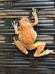 Pseudacris regilla in 7월 2018 by ingeki · iNaturalist Pseudacris regilla