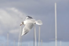 붉은부리갈매기 from Lough Neagh on 2011년 02월 26일 (토)... Wilson · iNaturalist 붉은부리갈매기 (Chroicocephalus ridibundus)