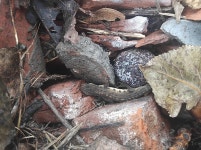 Lissotriton lantzi from Краснодар, Краснодарский край, Россия, 350040 on 2022년 11월 12일 (토)... 