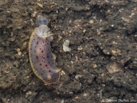 Glossodoris semeion from 3R5C+GHC, Bandra West, Mumbai, Maharashtra 400050, India on 2022년 11월 23일 (수) at 05:49 오후 by... 