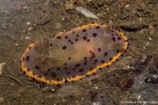 Goniobranchus bombayanus from 3R5C+GHC, Bandra West, Mumbai, Maharashtra 400050, India on 2022년 11월 24일 (목) at 06:05 오후... 