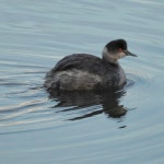 검은목논병아리 from Lake Merritt Path, Oakland, CA, US on 2022년 12월 04일 (일) at 07:09 오전 by Kerstin Firmin · iNaturalist... 