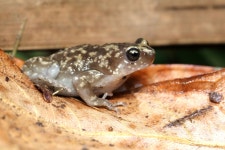 Uperodon variegatus from 6JFG+3WM, Dadadahalli, Karnataka 570008, India on 2018년 04월 22일 (일) at 07:34 오후 by abhi jith... 