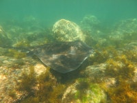 Bathytoshia brevicaudata from Marion - Central, AU-SA, AU on 2022년 10월 19일 (수) at 04:31 오후 by Fiona McQueen. male... 