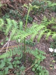 고사리 from Chemin dAmont 1–7, Braine-le-Comte, Hainaut, BE... 04:58 오후 by myrrhis · iNaturalist 고사리 (Pteridium aquilinum)