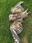 Tyto alba from Avenida Edmundo Gaievski, 1000, Rodovia BR 182 - Km 466 Cx Postal 253 Zona Rural - Realeza, PR, 85770-000, Brasil on... 