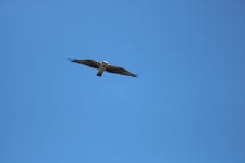 물수리 from Nomuracho, Omihachiman, Shiga 523-0075, Japão on 2023년 01월 12일 (목) at 11:21 오전 by Aline Horikawa... 