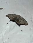 Dysdaemonia boreas from Eloy Alfaro, Esmeraldas, EC on 2023년 01월 15일 (일) at 08:50 오후 by gabrielwillow · iNaturalist... 
