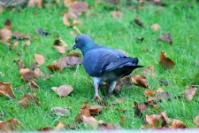 집비둘기 in 1월 2023 by Maguire-Rafferty · iNaturalist 집비둘기 (Variety Columba livia domestica)
