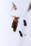 Phengodes in 5월 2022 by Ethan Brown. UV light sheet · iNaturalist Genus Phengodes