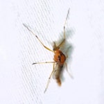 Clinotanypus planus · iNaturalist Clinotanypus planus