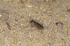 꼬마길앞잡이 from 대한민국 충청남도 태안군 원북면 신두리 산 263-1 on 2001년 06월 22일 (금) by Taewoo Kim. IC-16... 