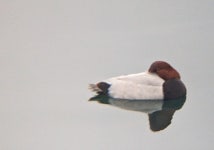 흰죽지 from 23-17 Tategamimachi, Sasebo, Nagasaki 857-0056, Japan on 2023년 01월 19일 (목) at 08:31 오전 by Tammy Thompson... 