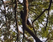 Psarocolius decumanus from JJPC+M7G, Macoya, Trinidad and Tobago on 2023년 02월 15일 (수) at 05:35 오후 by Serene Ramjohn... 