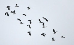 댕기물떼새 from 285 22 Horka II, Česko on 2023년 02월 21일 (화) by Merlin Karban · iNaturalist 댕기물떼새 (Vanellus vanellus)