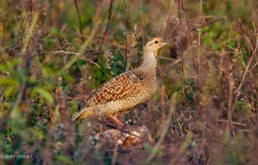 Ortygornis pondicerianus from Belgaum Division, Karnataka, India on 2023년 01월 22일 (일) at 05:58 오후 by Guru Prasad... 