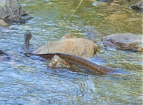 Coelognathus subradiatus from Fatisi Road, Ravine 1, Timor-Leste on 2023년 02월 19일 (일) at 09:39 오전 by Jose Teixeira... 