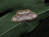 Drapetodes fratercula from 6JFG+3WM, Dadadahalli, Karnataka 570008, India on 2021년 11월 19일 (금) at 07:49 오후 by abhi jith... 