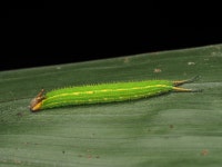 Elymnias caudata from 6JFG+3WM, Dadadahalli, Karnataka 570008, India on 2021년 11월 30일 (화) at 07:28 오후 by abhi jith... 