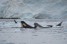 범고래 from Antarctica on 2023년 02월 04일 (토) at 11:56 오전 by Chris Venus · iNaturalist 범고래 (Orcinus orca)
