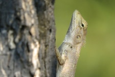 Calotes versicolor from 296/1 Sukhumvit Road, Tambon Bang Pu Mai, Amphoe Mueang Samut Prakan, Chang Wat Samut Prakan 10280... 